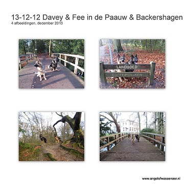 Wandeling in De Paauw en Backershagen met Davey & Fee, 2 grauwe Oudduitse Herders